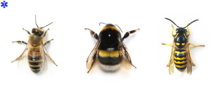 Перепончатокрылые: осы, пчелы, шмели
