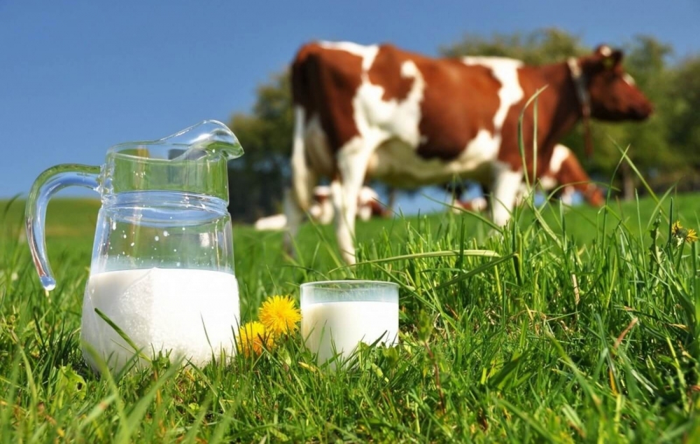 почему у коровы горчит молоко