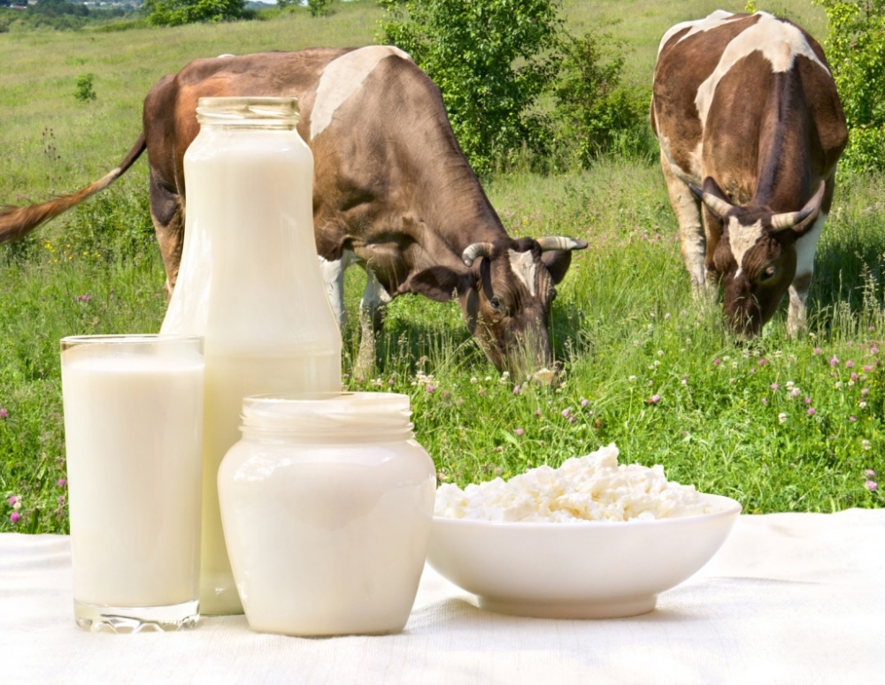 почему у коровы горчит молоко