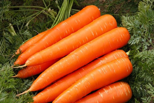 Свежая морковь на зеленой траве