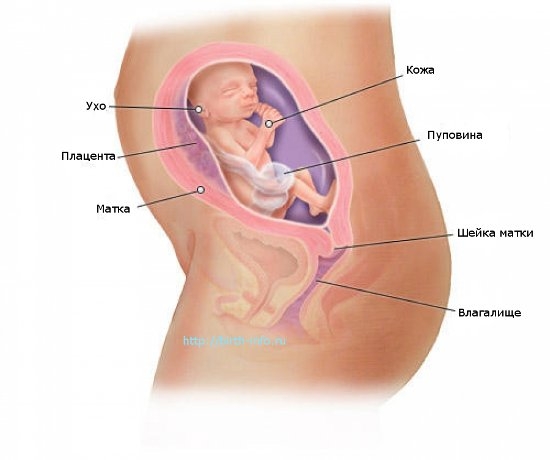 Что происходит в организме женщины на 22 неделе беременности