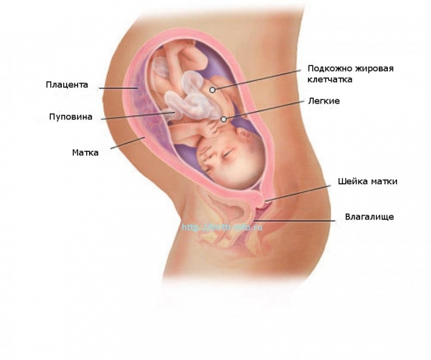 Что происходит в организме женщины на 33 неделе беременности