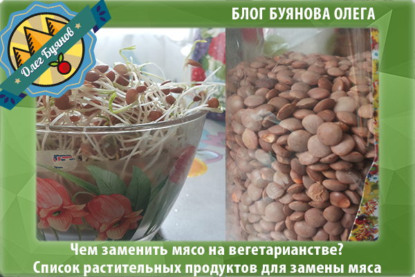 прорости чечевицы
