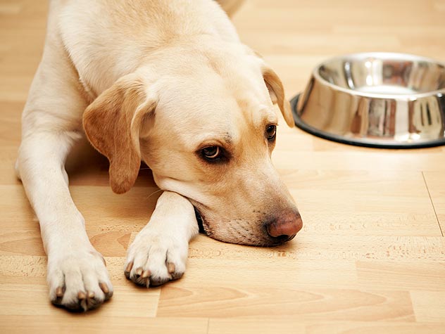 A Feeding Schedule for Your Dog