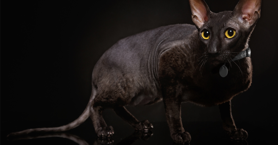 Black Cornish Rex cat on black background, light eyes