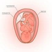 Фолацин при планировании беременности