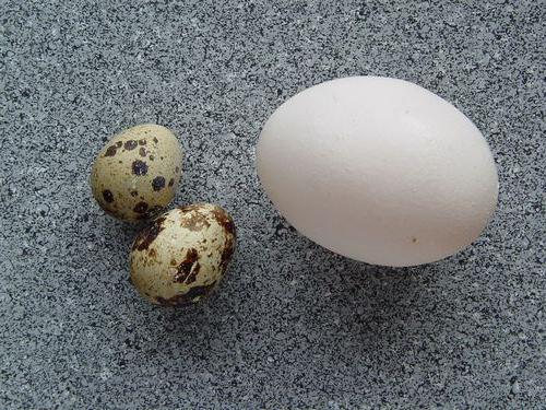 сколько варить перепелиные яйца вкрутую
