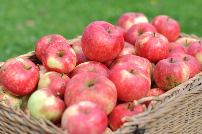 Яблоки для хранеия