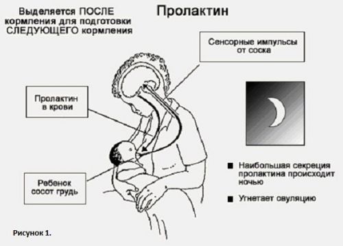 Выработка пролактина