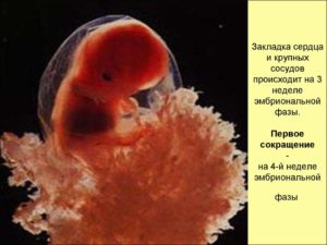 3 эмбриональная неделя беременности