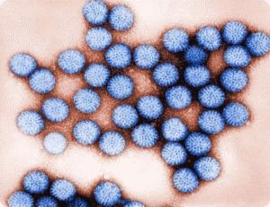 Патогенный микроорганизм ротавируса