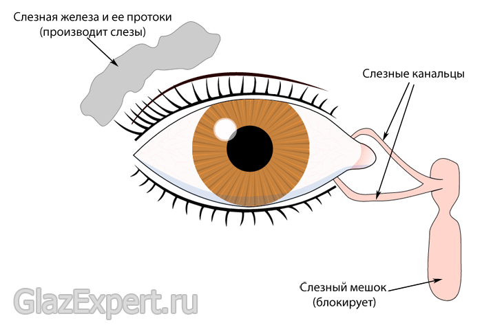 Слезный путь