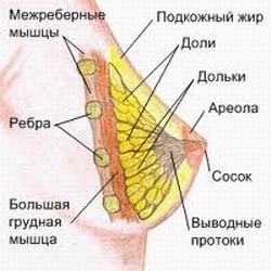 Лактостаз (застой молока) у кормящей матери