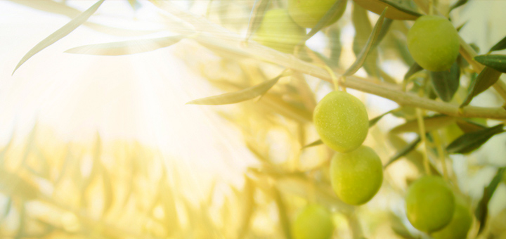 Оливковое масло для здорового организма