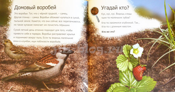 Кто живет у нас на даче Фото страниц
