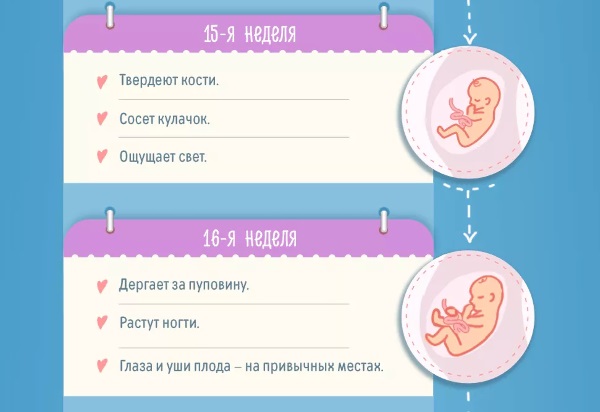 16 недель беременности. Фото живота, плода, УЗИ, что происходит с малышом, мамой