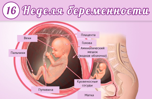 16 недель беременности. Фото живота, плода, УЗИ, что происходит с малышом, мамой