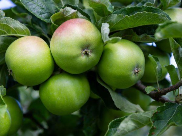 Для прикорма маленьким детям рекомендуются яблоки отечественных сортов