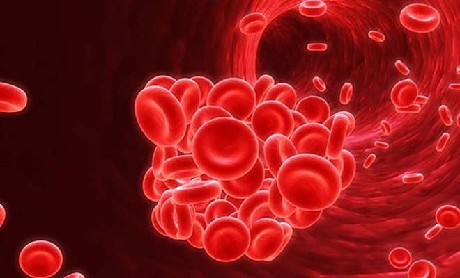 Кровеносная система человека изнутри