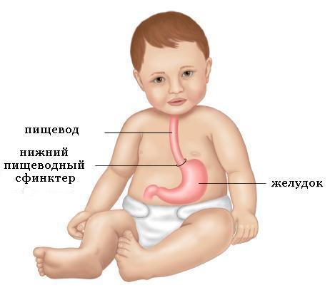 Ребенок и его пищеварительная система