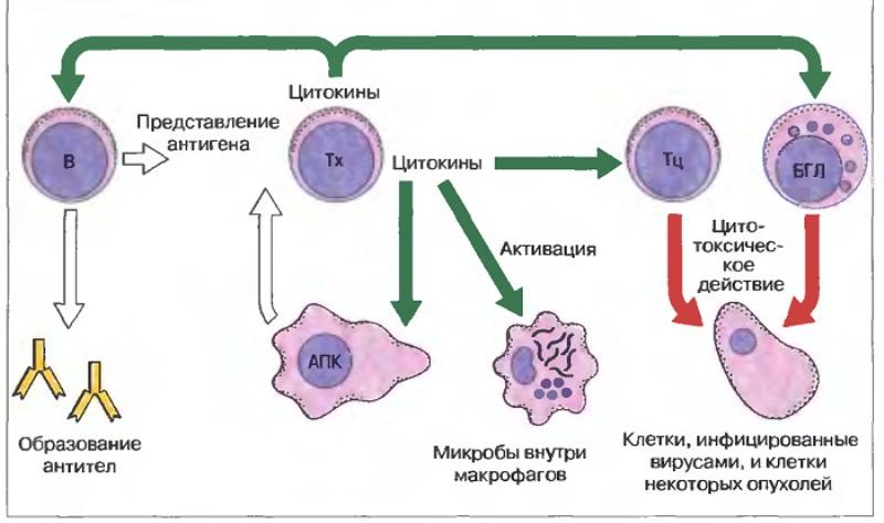 Роль лимфоцитов