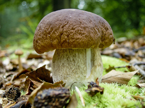 mushroom_3