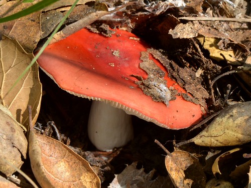 Another apple-red Russula emetica-type mushroom (whatever it is)