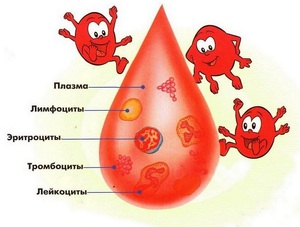 Лимфоциты в крови