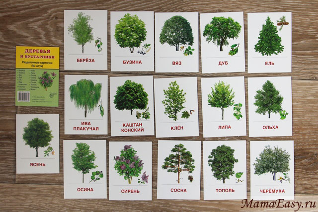 Раздаточные карточки Деревья и кустарники