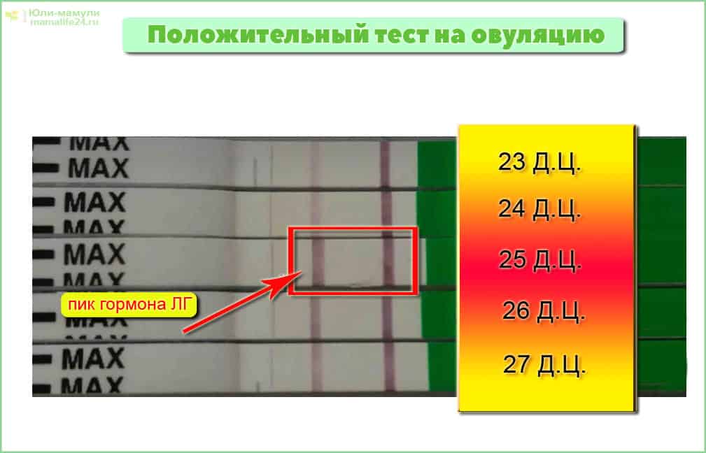как выглядит тест на овуляцию