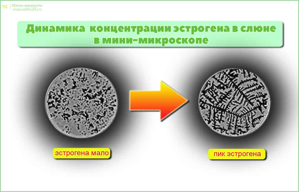 рисунок слюны листья папоротника вид в микроскоп для овуляции