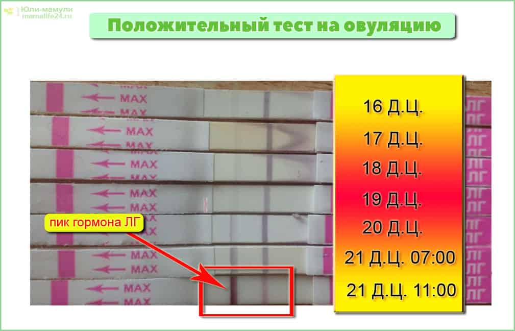 Тест на овуляцию две полоски