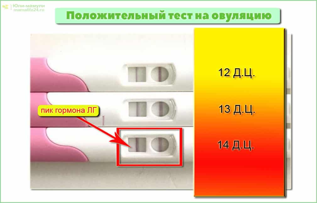 Положительный тест на овуляцию