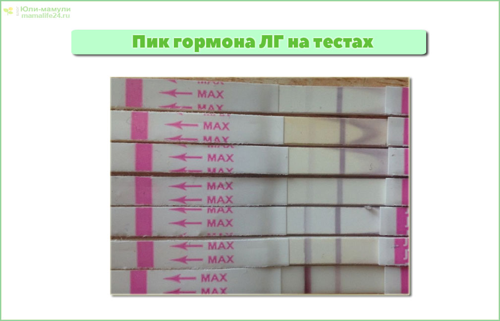 Динамика гормона ЛГ на тестах на овуляцих