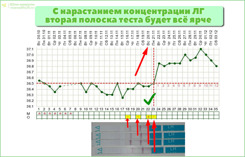 положительный тест на овуляцию фото