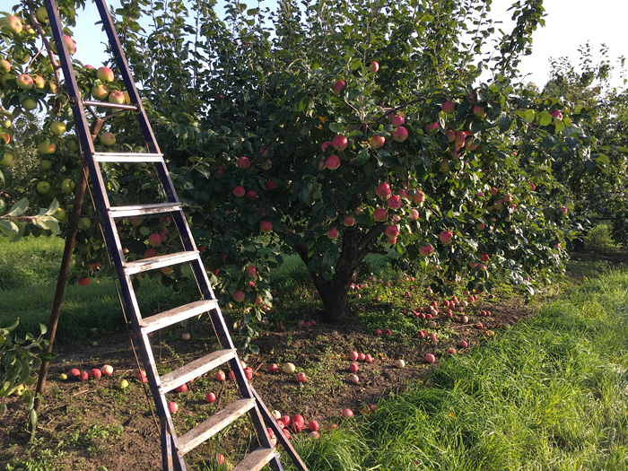 Яблоки сорта Ветеран в садах Лебедяни