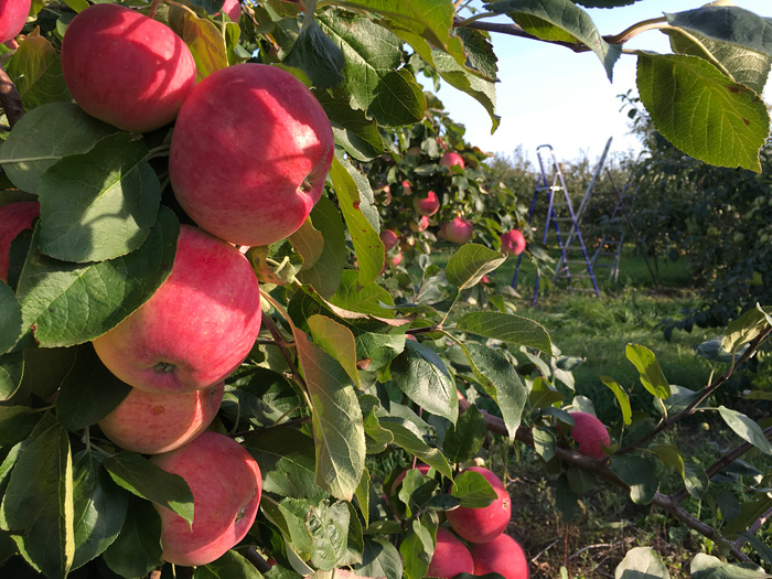 Яблоки сорта Ветеран в садах Лебедяни
