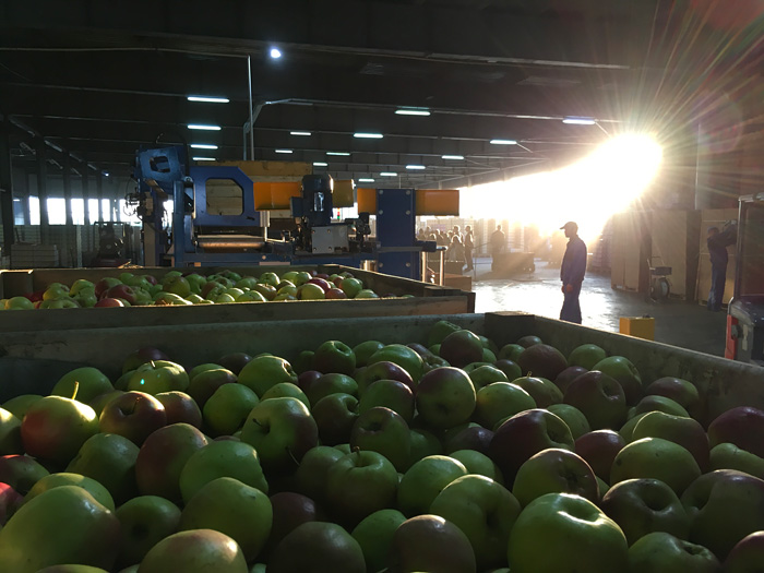 Сбор яблок в Липецкой области