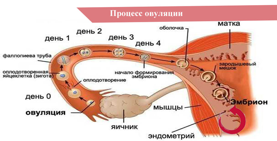 Когда делать тест на овуляцию