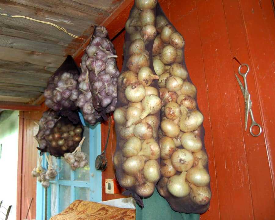 Хранение лука в колготках