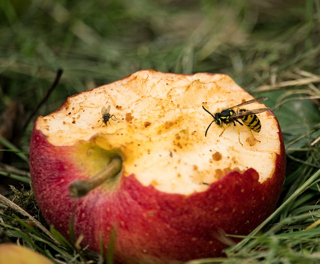 насекомое сидит на яблоке