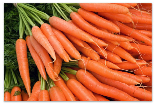 Свежая морковь 