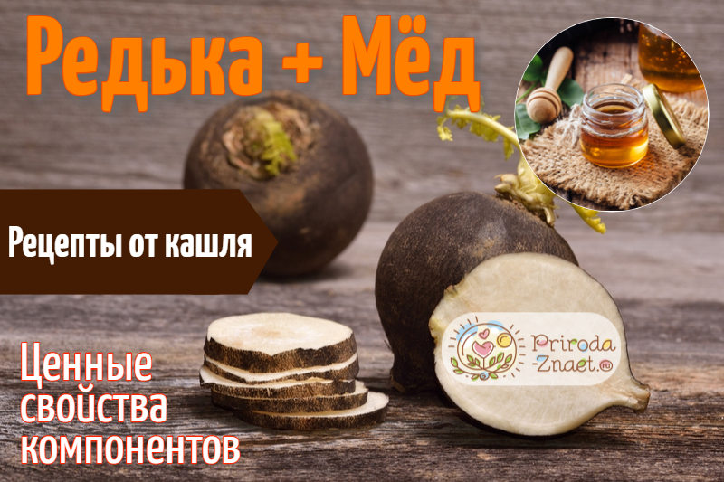 Редька и мед от кашля Редька и мед от кашля