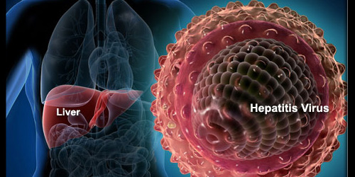 печень человека и вирус гепатита B