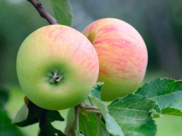 Диабетикам рекомендуется есть яблоки после термической обработки