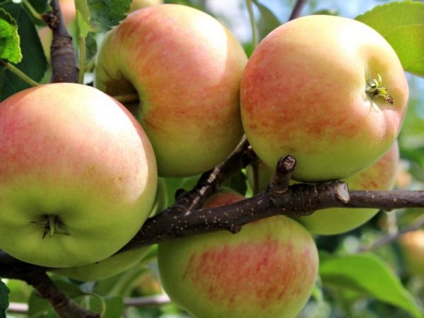 Количество сахара в яблоках — повышают ли они уровень глюкозы?