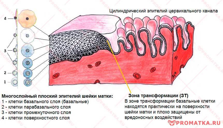 Дифференцировка базальных клеток