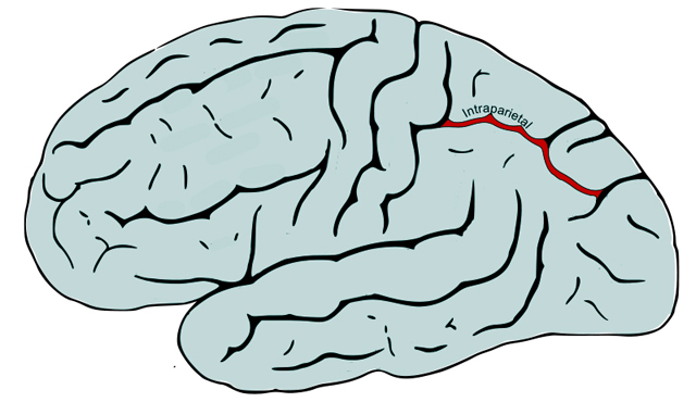 Мозг при дискалькулии
