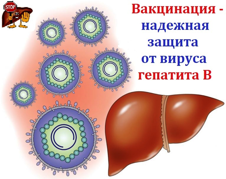 График прививок от гепатита б