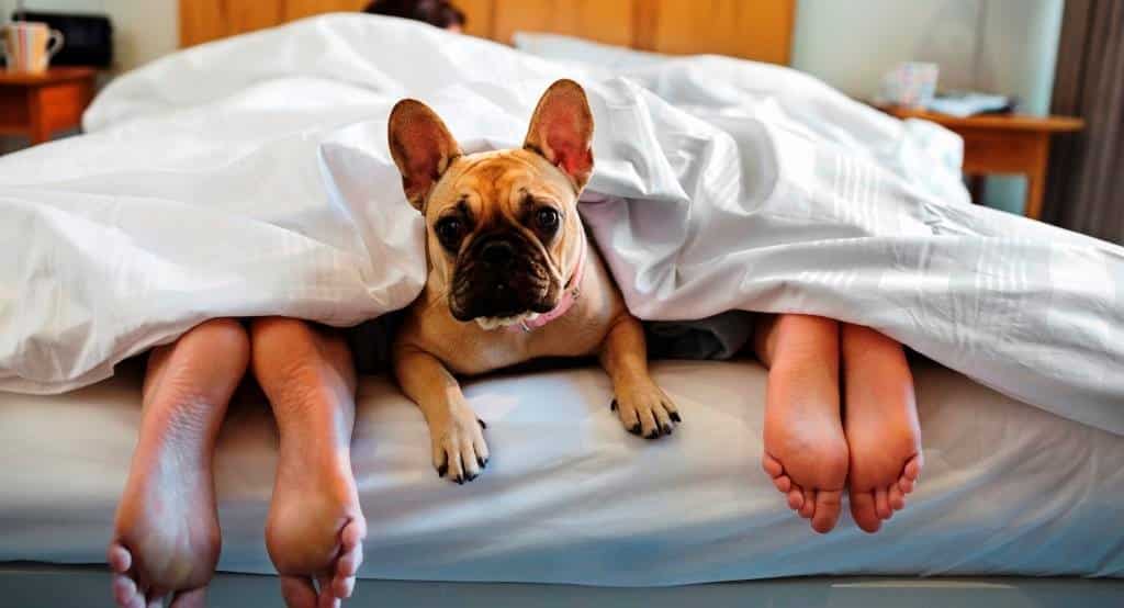 Как часто менять постельное белье при наличии домашних животных
